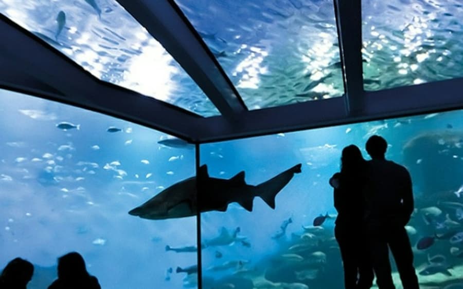 Palma Aquarium: Entry Ticket + Transfer from Calvià Area