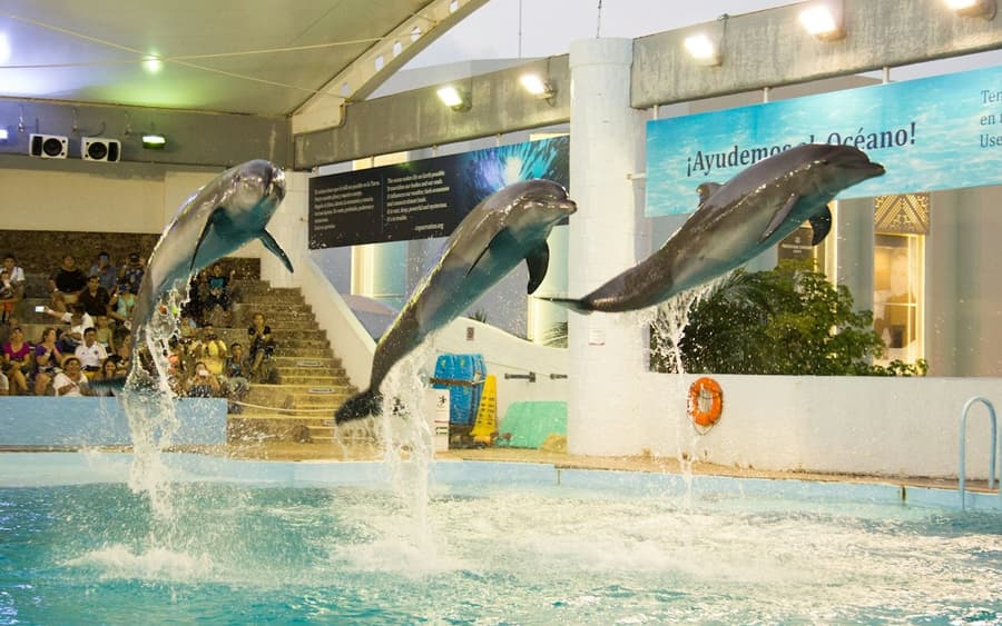 Interactive Aquarium Cancún: Entry Ticket + Dolphin Show