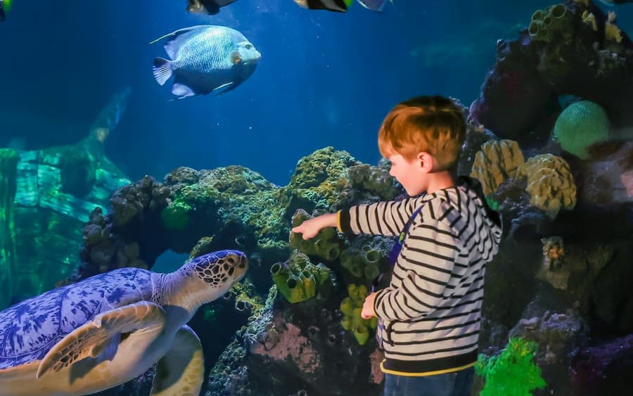SEA LIFE Timmendorfer Strand: Entry Ticket