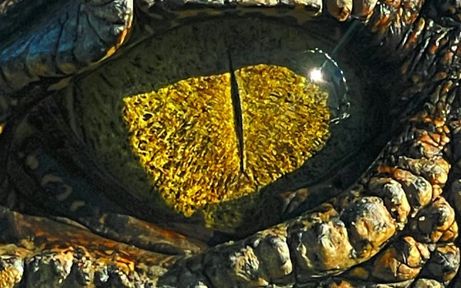 Koorana Crocodile Farm: Guided Tour