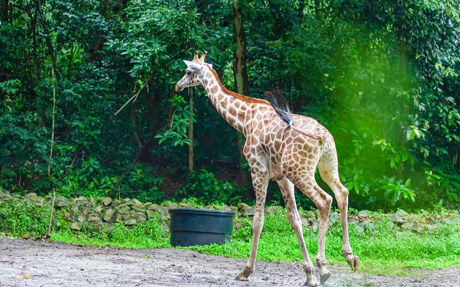 A'Famosa Melaka: Safari Wonderland Tickets