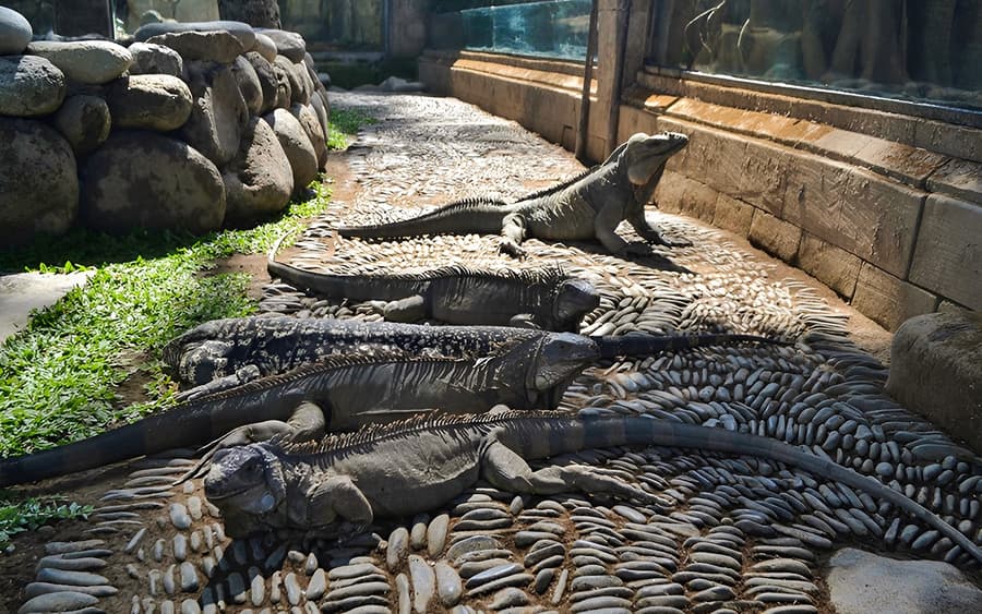 Billets pour le Parc Reptile de Bali