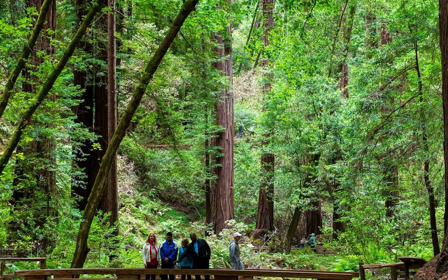 Muir Woods & Sausalito: Morning Tour from San Francisco