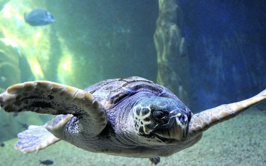 Aquarium of Cala Gonone: Entry Ticket
