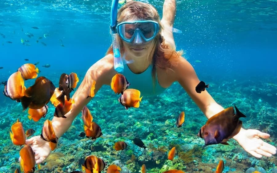 Kealakekua Bay: Ocean Safari Snorkel, Dolphin & Whale Watching