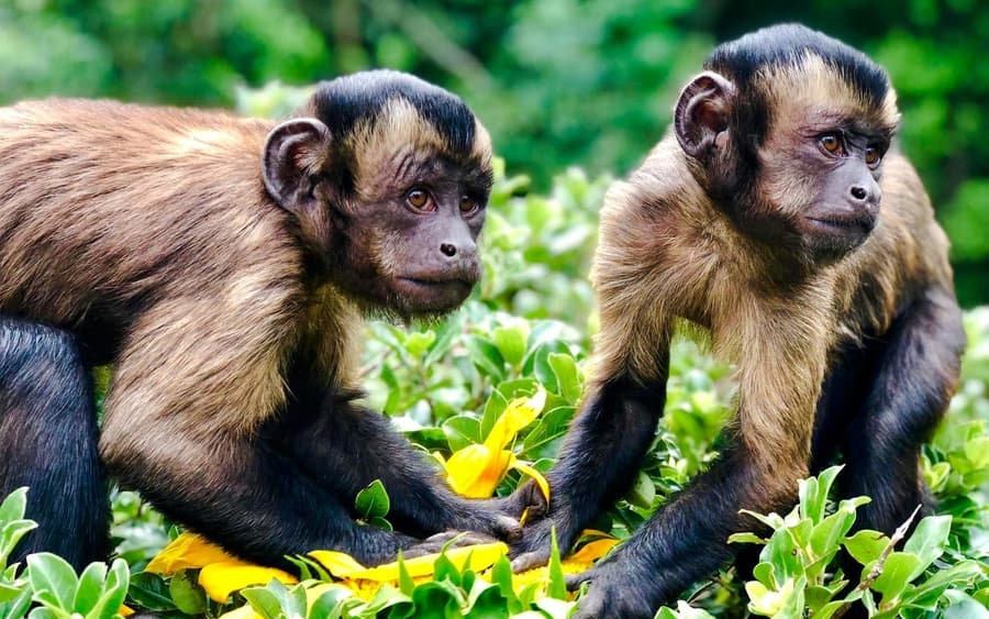 Willowbank Wildlife Reserve Tickets