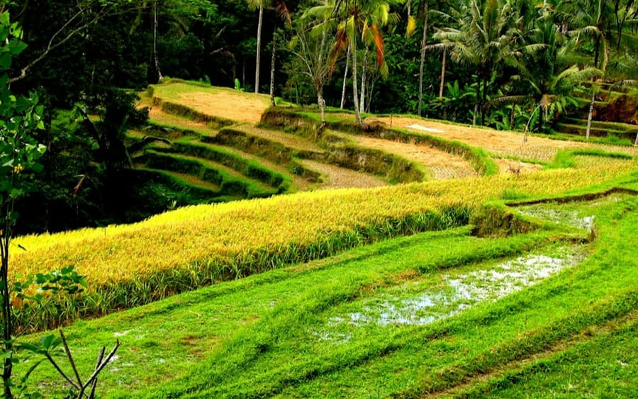 Bali: Firefly-Watching Experience + Traditional Dinner