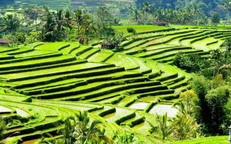 Besti Ubud ferðin: Apaskógur, Hrísgrjónaver og Foss