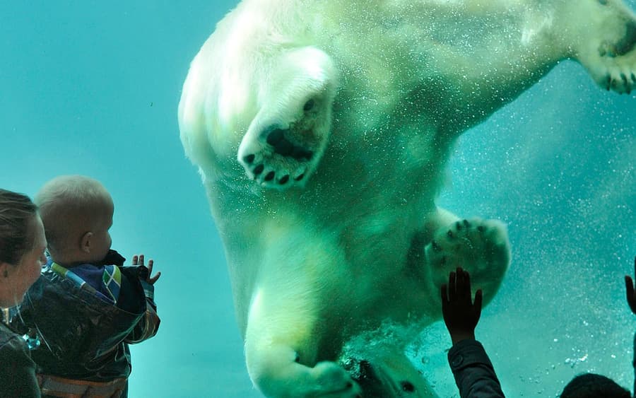 Blijdorp Rotterdam Zoo: Skip The Line Ticket