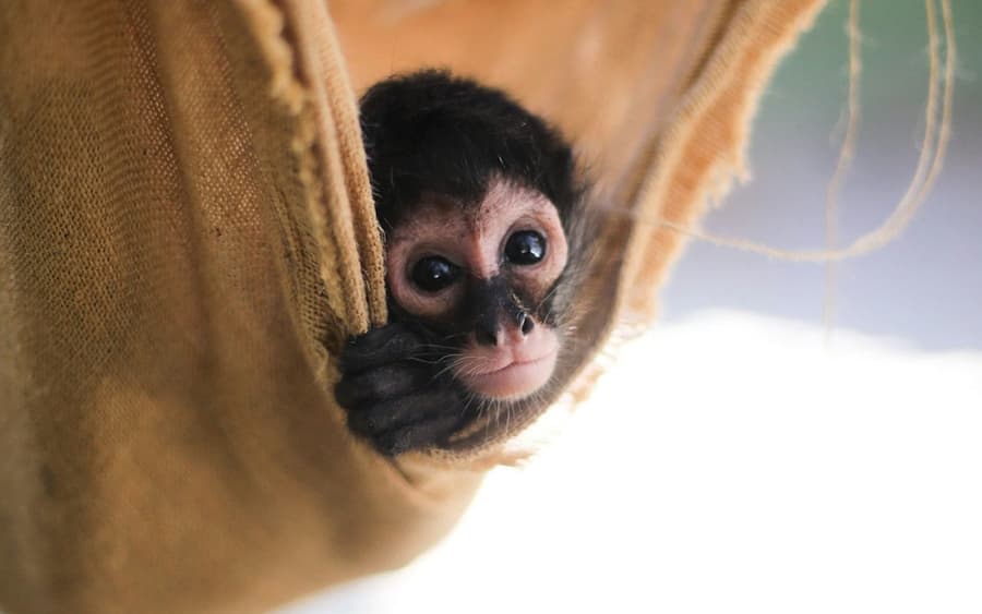 Akumal Monkey Sanctuary & Rescued Animals: Guided Tour