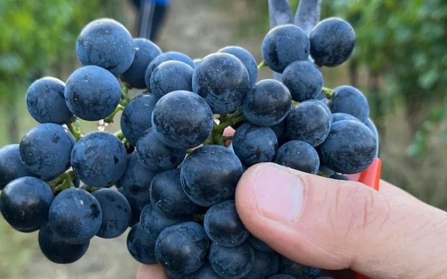 Tenuta La Viola: Guided Tour and Wine Tasting