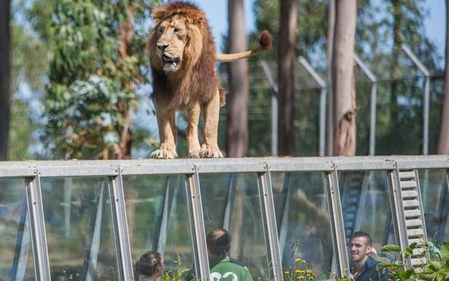 Zoo Santo Inácio: Skip The Line Ticket