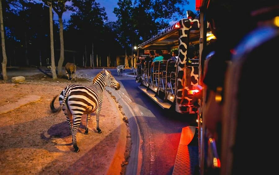 Chiang Mai Night Safari Tickets: Non Thai Residents