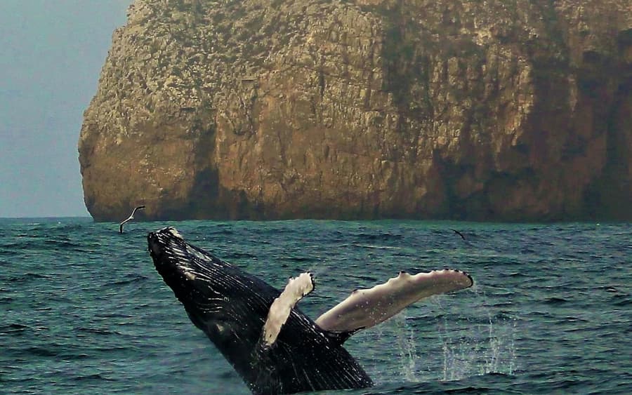 Sagres: Guided Wildlife Adventure Tour