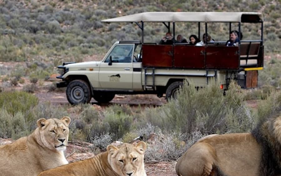Aquila Private Game Reserve: Lawatan Safari Kumpulan Kecil + Makan Tengahari + Pengangkutan
