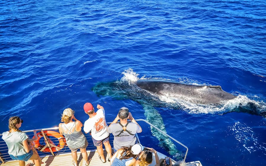 Premium Whale Watching Cruise from Ka’anapali Beach with Open Bar and Snacks