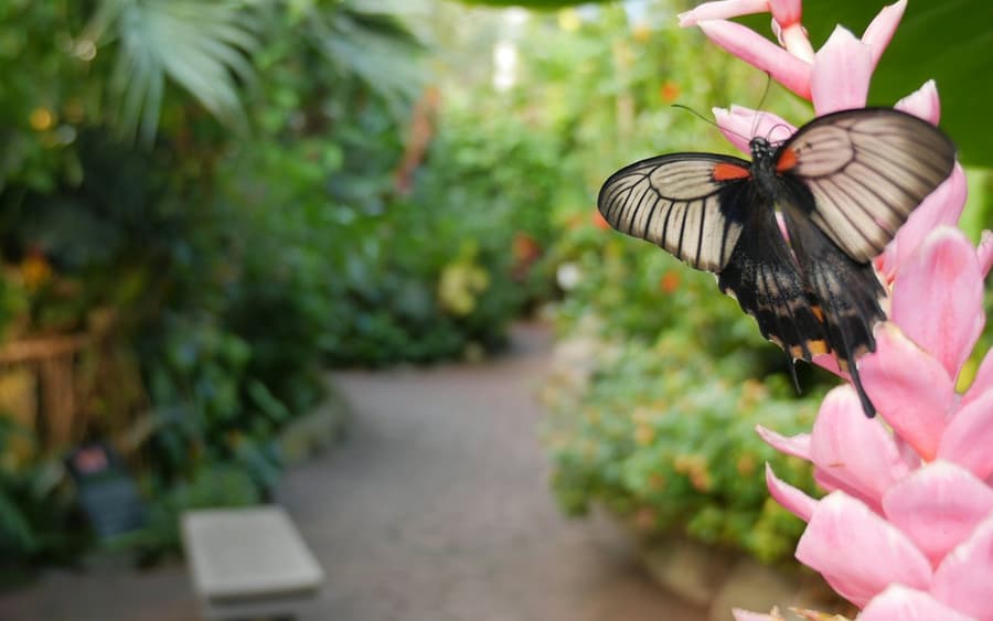 Victoria Butterfly Gardens: Entry Ticket