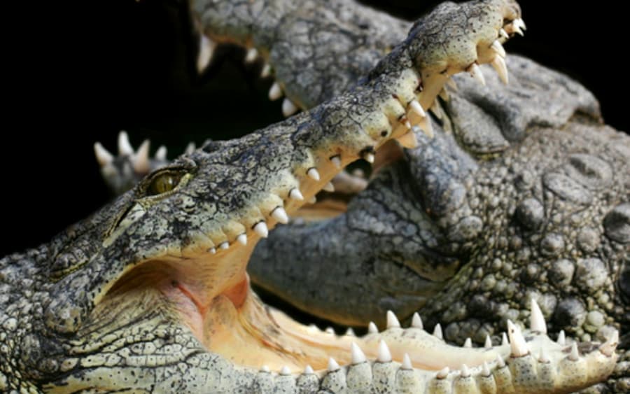 Alligator Bay: Entry Ticket