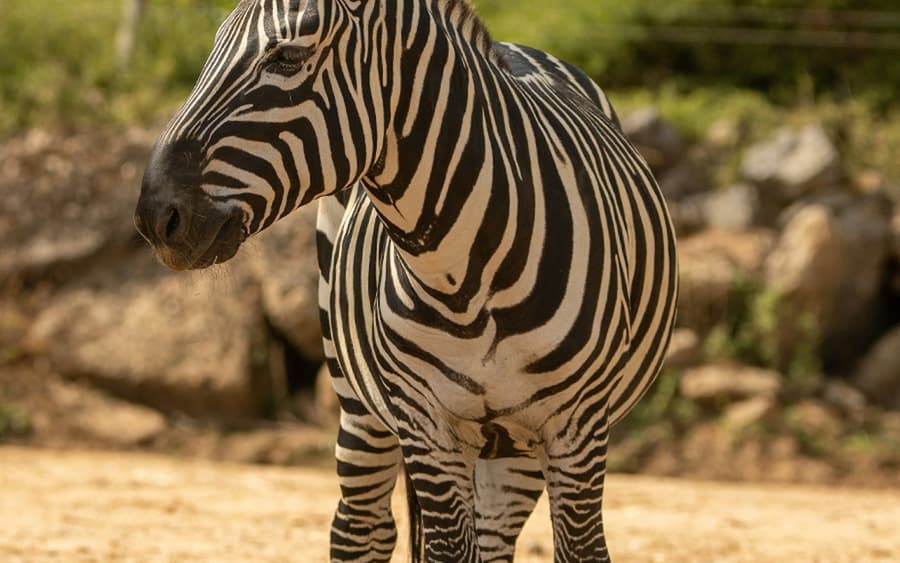 Colchester Zoological Society: Entry Ticket