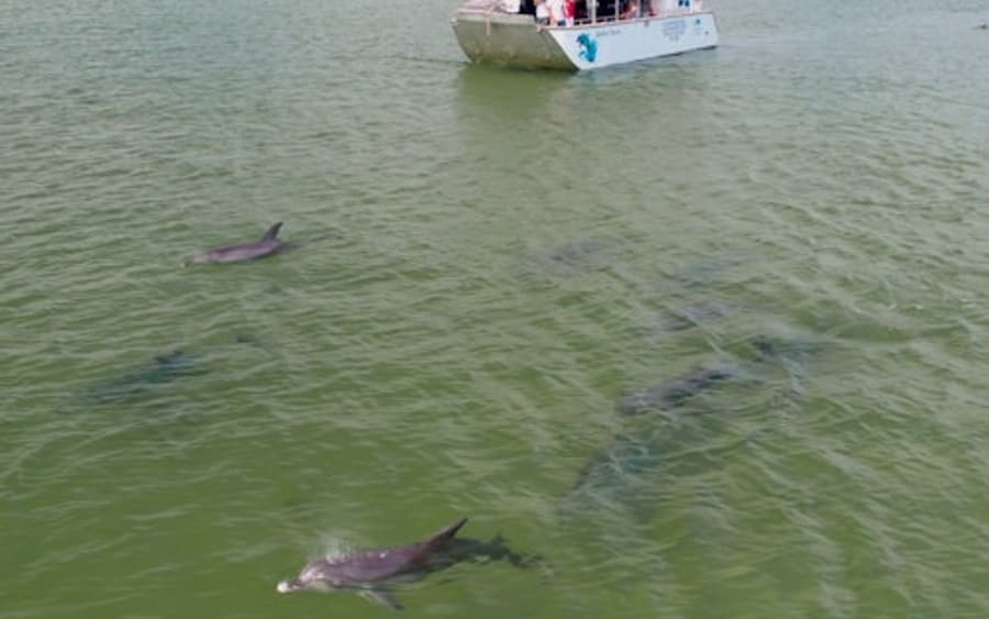 海豚探索中心巴姆貝里:生態巡航之旅