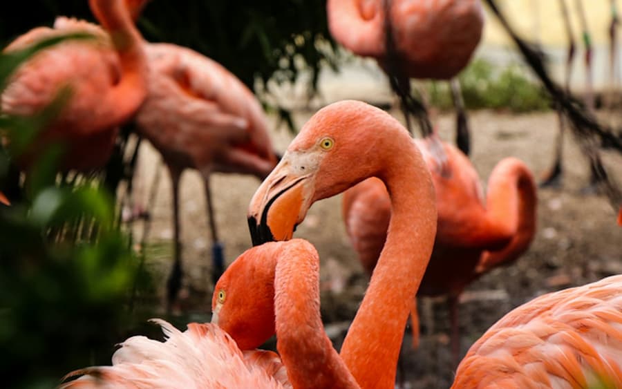 Flamingo Gardens: Skip The Line Ticket