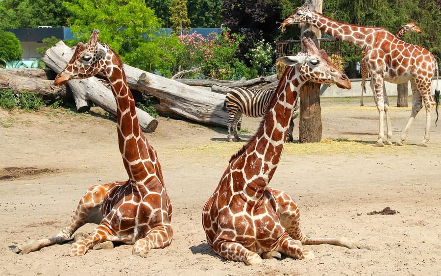 Wroclaw Zoo Skip-the-Line Tickets