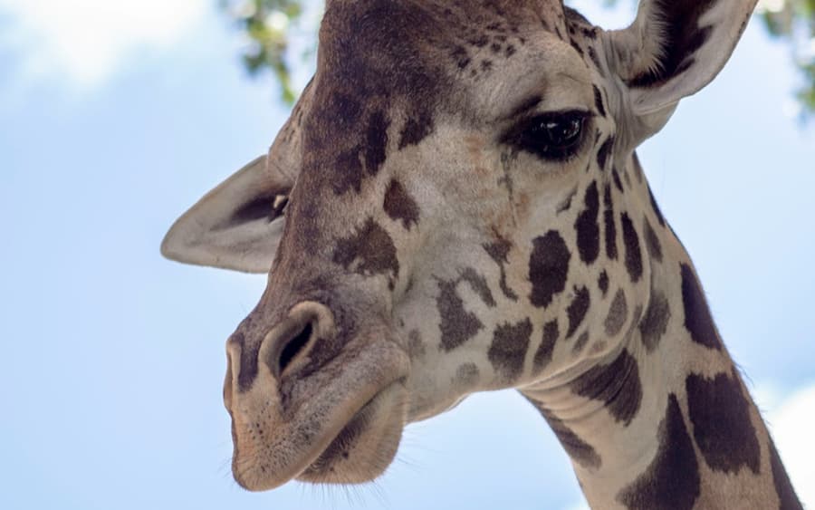 Central Florida Zoo & Botanical Gardens: Skip The Line Ticket