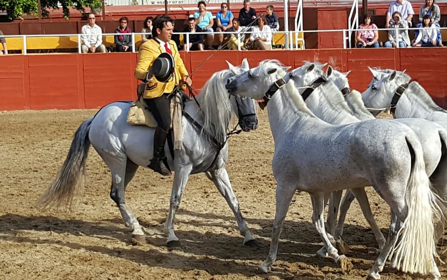 Las Lagunas de Mijas: Evening Equestrian Show + Hotel Transfer