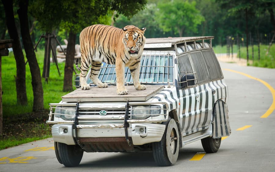 Shanghai Wild Animal Park Tickets