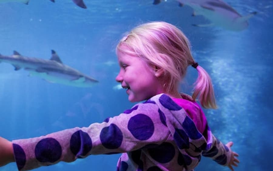 SEA LIFE オーバーハウゼン:入場チケット