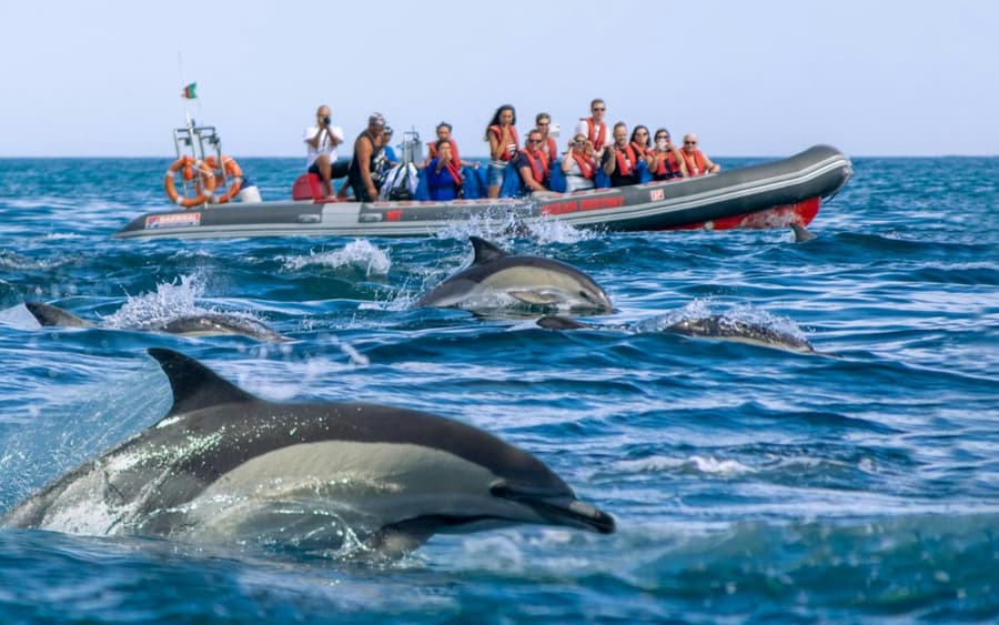 Benagil Caves: Guided RIB Boat Tour from Albufeira + Dolphin Watching