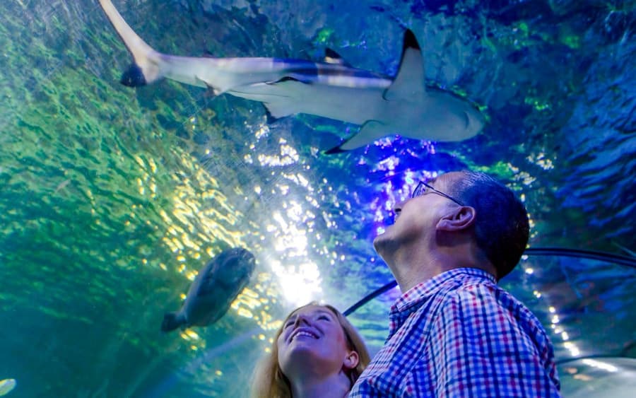 SEA LIFE Loch Lomond Standard Admission
