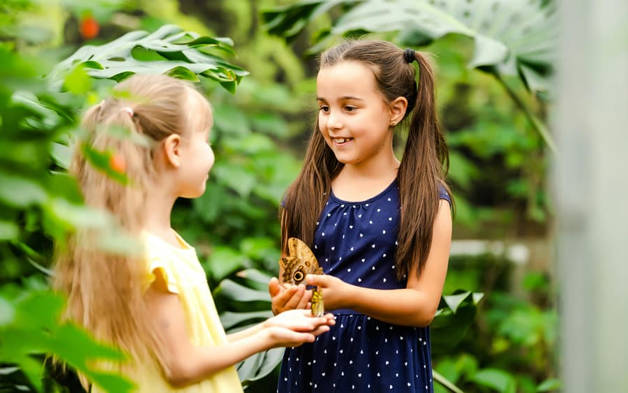 Headout Exclusive: The Butterfly Gardens Abu Dhabi Tickets