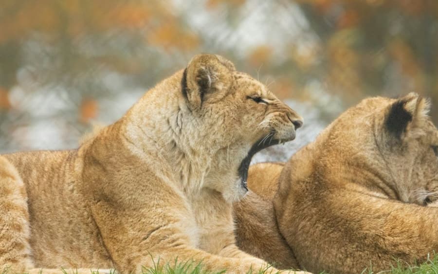ZSL Whipsnade Zoo: Entry Ticket