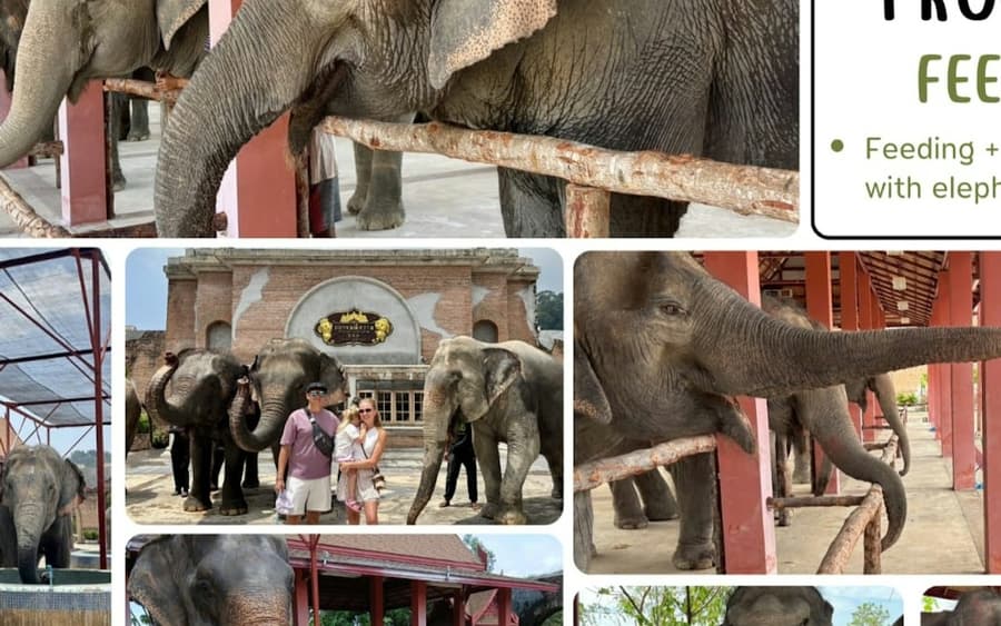 Freedom Elephant Reserve Phuket: Entry + Feeding Experience