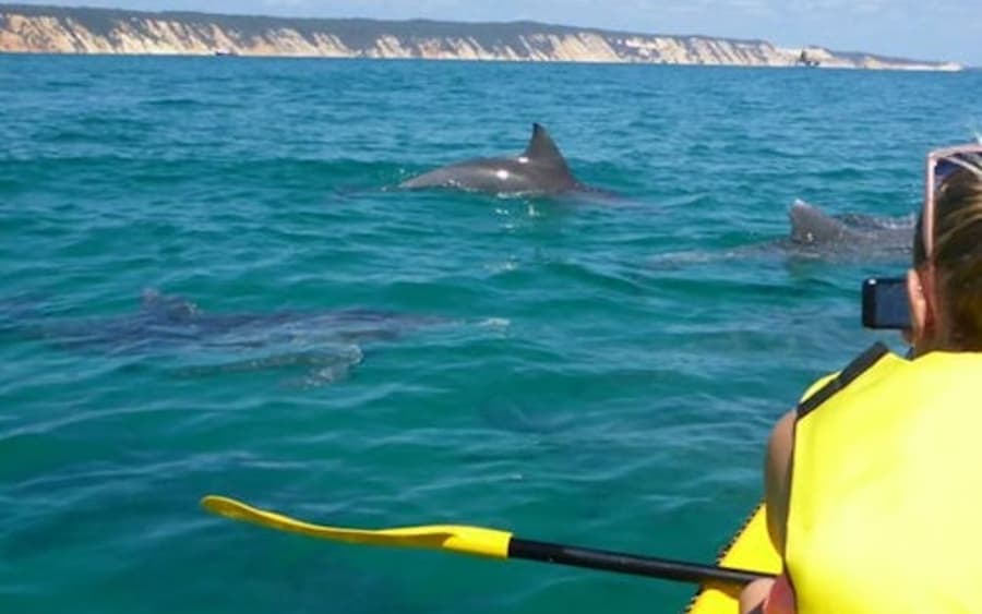Noosa: Tour giornaliero con avvistamento delfini, kayak in mare e avventura in 4x4 sulla spiaggia