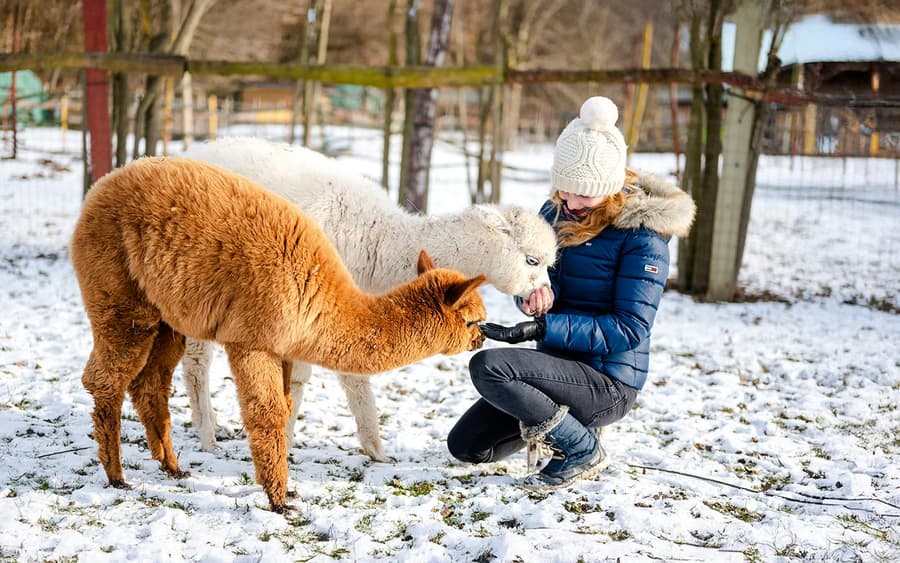 Rovaniemi: Safari de Renas e Husky de Papai Noel + Churrasco da Aurora