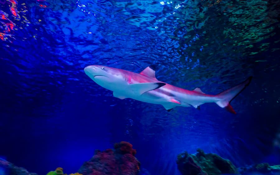SEA LIFE Loch Lomond Anytime Entry Ticket