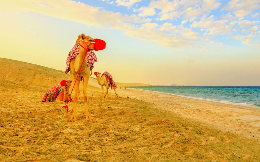 Premium Doha Desert Safari con Dune Bashing, Sandboarding, Giro in Camello, Quad e Mare Interno
