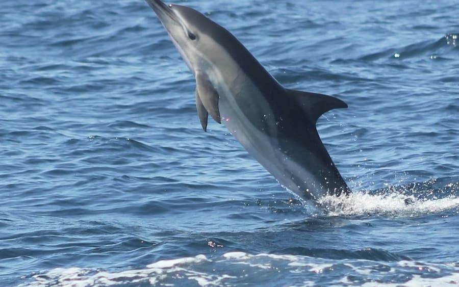 Sagres: Guided Dolphin Watching Tour