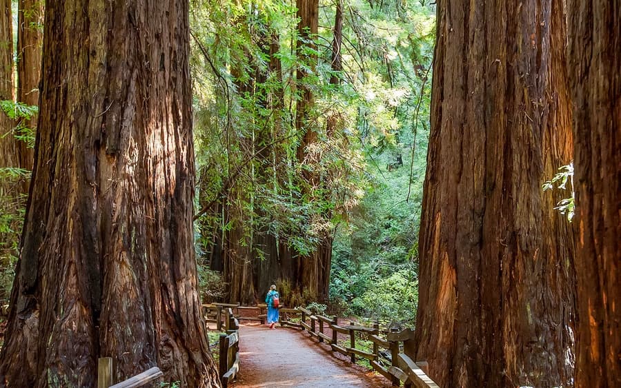 Tour de Alcatraz com Muir Woods e Sausalito
