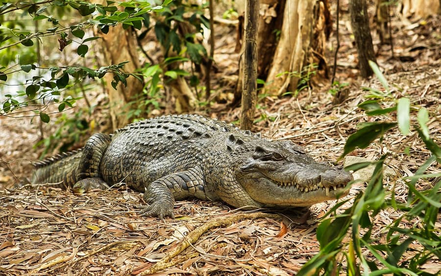 Half-Day Tour of Hartley’s Crocodile Adventures