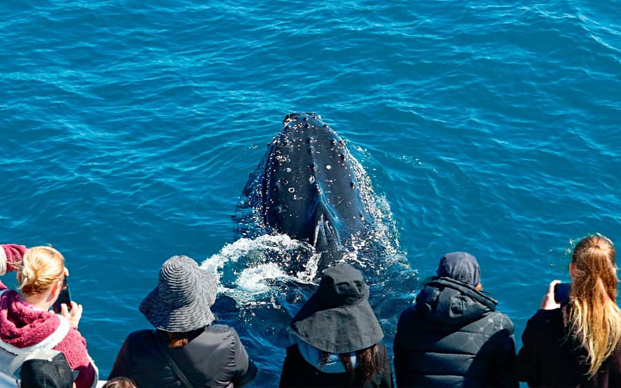 From Augusta: Whale Watching Cruise