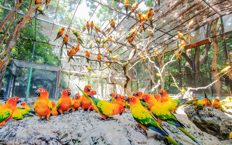 Safari-World-Tickets mit indischem oder internationalem Buffet-Mittagessen