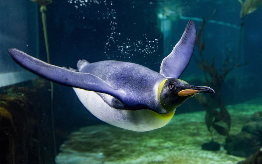 Biglietti per SEA LIFE Sydney Aquarium