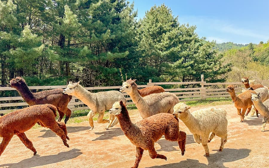 Excursió d'un dia a l'illa de Nami per explorar la fauna amb Alpaca World