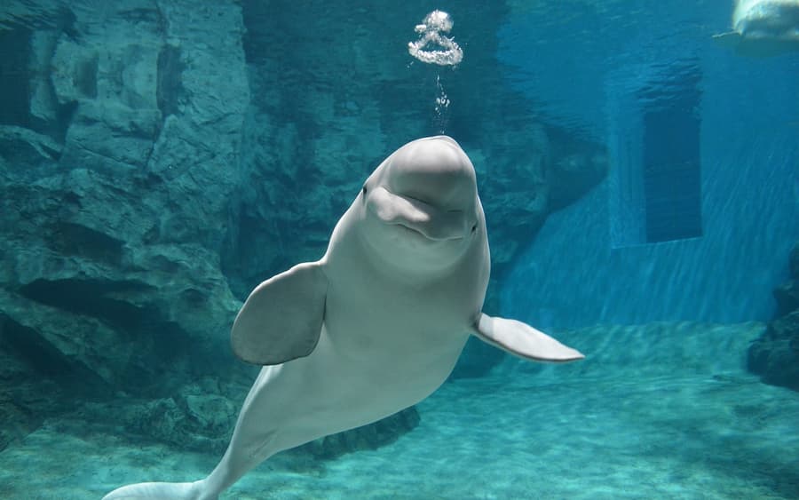 Mga Ticket sa Pampublikong Aquarium ng Daungan ng Nagoya