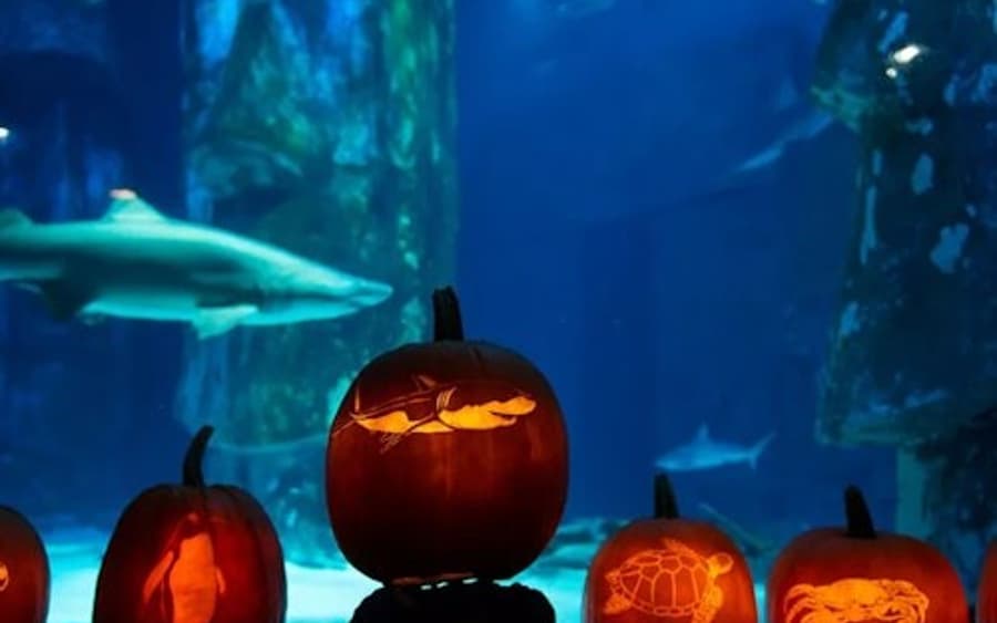 SEA LIFE Oberhausen: Eintrittskarte