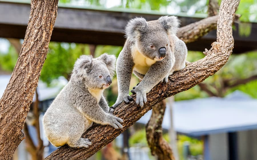 Квитки до зоопарку Featherdale Wildlife Park