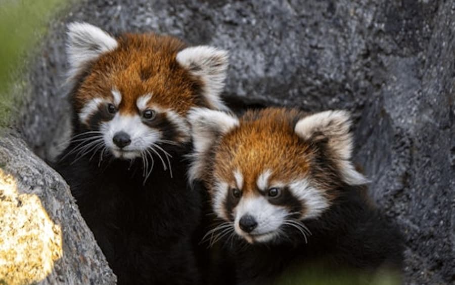 拉各斯動物園：入場票